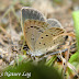 Lycaenidae%25252c%252520zizeeria%252520karsandra%25252c%252520dark%252520grass%252520blue