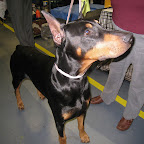 Doberman Pinscher