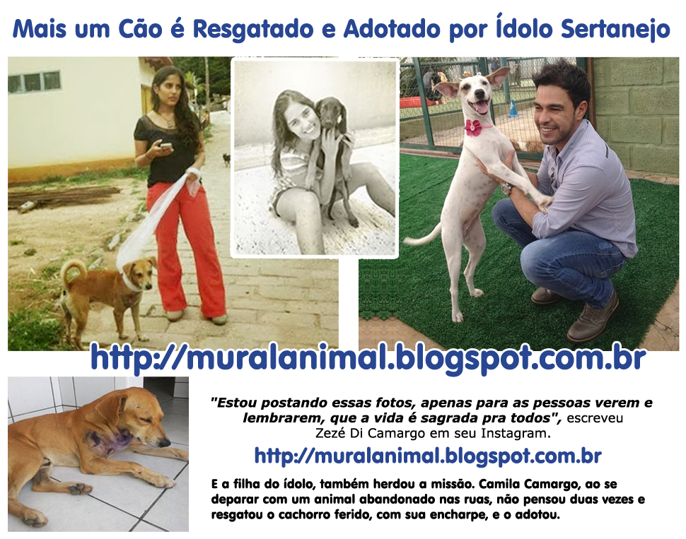 [cao_resgatado_idolo%255B3%255D.png]