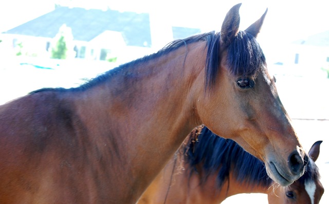 [horses2011192.jpg]