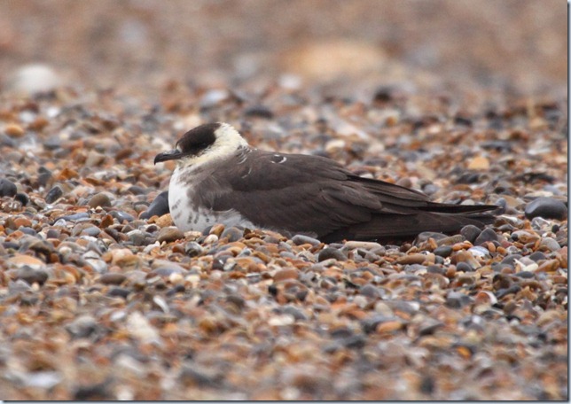 arctic_skua3 arctic_skua3