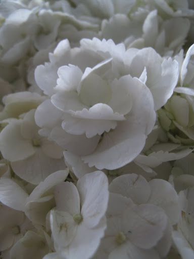 I know these flowers.  They're hydrangeas - one of our favorites in the garden.