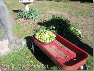 Garden Harvest  last week Nov 2011 010