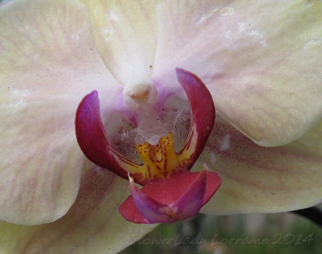 [04-29-unkn-orchid2%255B4%255D.jpg]