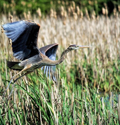 Great Blue Heron