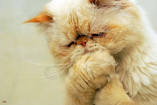 [animals-worried-face-27%255B2%255D.jpg]