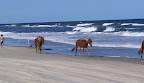 Cycle NC 2011 - Wild Horses walking along Corolla Beach