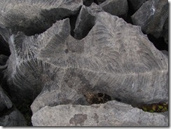 IMG_5259 IMG_5259