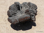 Welwitschia