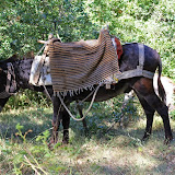 IMG_4436.JPG