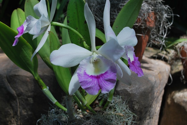 [919%2520-%2520Orchides%255B3%255D.jpg]
