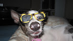 Professor Pepper is quite the pooch!