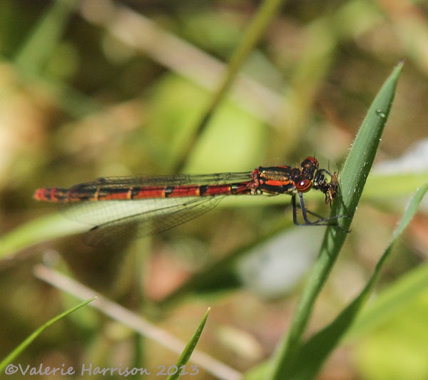 [20-large-red-damselfly%255B2%255D.jpg]