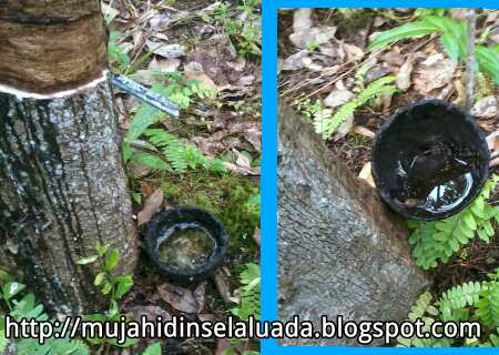 Nasib Para Petani Karet Meranti
