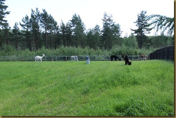 Part of our group of alpacas