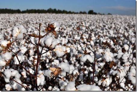new farm cotton 2012 (3)