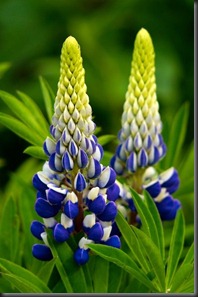 LOVE lupine