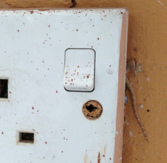 Untitled2.jpg You can just see the tail of the gecko poking out from behind the plug socket