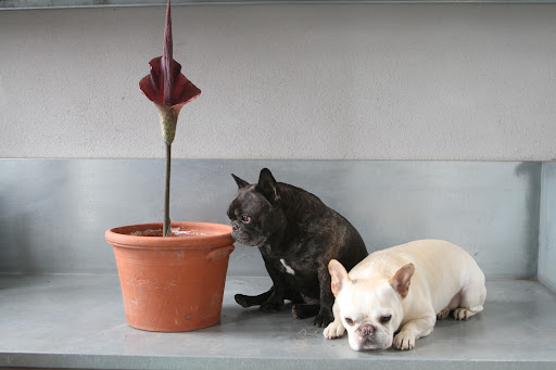 Sharkey, wake up from your nap!  There's a really unusual plant to see.