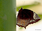 Butterflies &  Purple Sunbird  Male And Female Slideshow