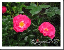 IMG_2096 IMG_2096
