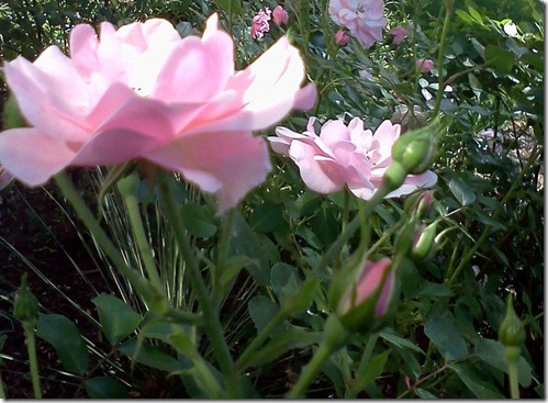 Roses Roses