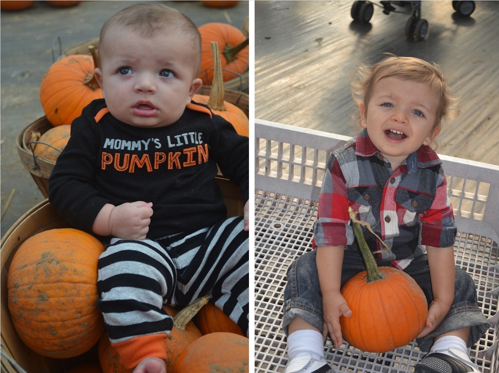 [Compare%2520-%2520Pumpkins%2520%25281%2529%255B3%255D.jpg]