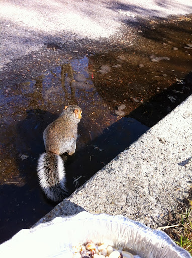 Right as Roger was telling me about this, she came up to us and cried out- sounding almost like a little bird... we put out some nuts and seeds... Right as Roger was telling me about this, she came up to us and cried out- sounding almost like a little bird... we put out some nuts and seeds...