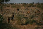 Jaisalmer, India 100.JPG