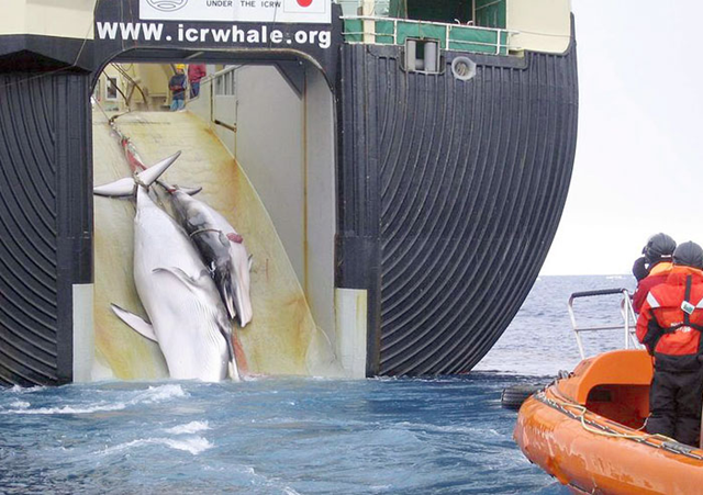 In 2008, in Antarctic waters, the Japanese whaling ship, Nisshin Maru, hauled two dead minke whales on board for processing. Japan hunts the calves of mother whales, knowing the mothers won't abandon them. Australian Customs Service