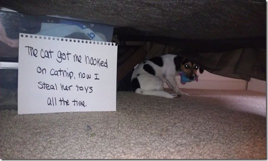 dog-shaming-bad-8