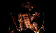 Dragon In The Dark