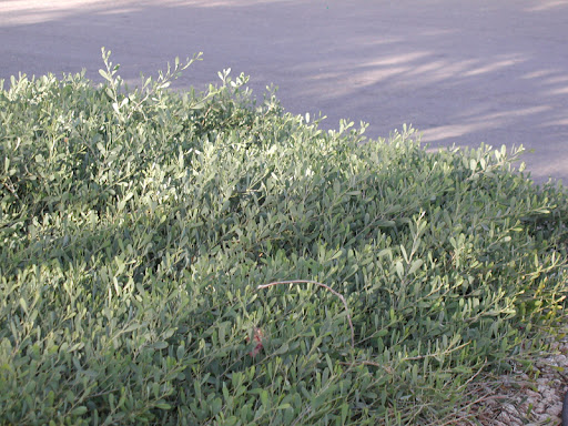 acacia redolens lowboy