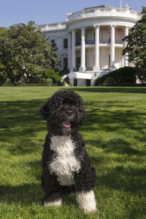 [first-dog-bo-obama-official-white-house-portrait-500x750%255B3%255D.jpg]