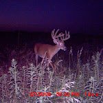 nichols deer 183.JPG