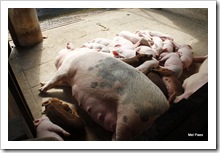 Animais de fazenda... Animais de fazenda...