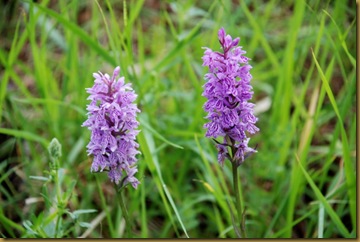 Orchidea Orchidea