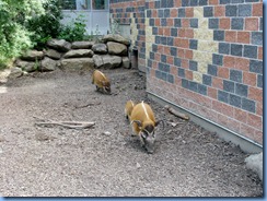 0277 Alberta Calgary - Calgary Zoo Destination Africa - African Savannah - Red River Hog