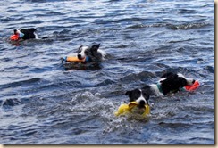 IMG_6379 IMG_6379