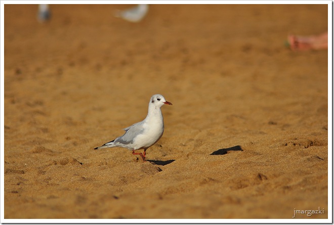 DSC_5535 DSC_5535