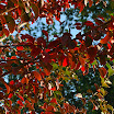 DSC_0788.JPG.jpg