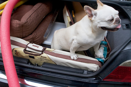 There's even a nice new package of shuttlecocks, or birdies to hit with the rackets. I see you also packed the volleyball set. Truman loves balls! Oh, and glad you packed our nice beds, too! There's even a nice new package of shuttlecocks, or birdies to hit with the rackets. I see you also packed the volleyball set. Truman loves balls! Oh, and glad you packed our nice beds, too!