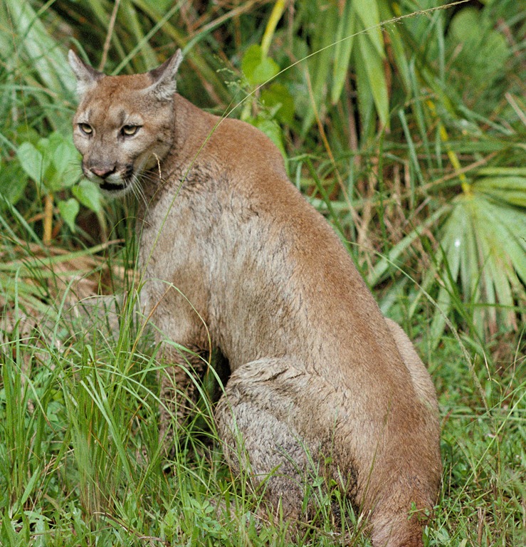 [Puma_concolor%255B4%255D.jpg]