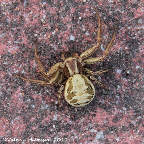 [crab-spider%255B2%255D.jpg]