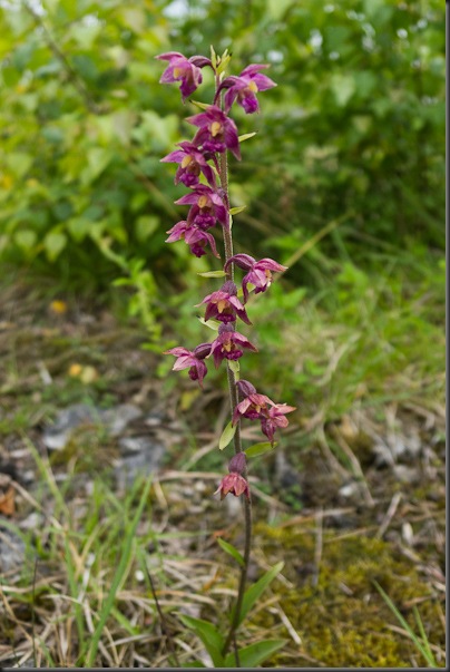 Dark Red Helleborine