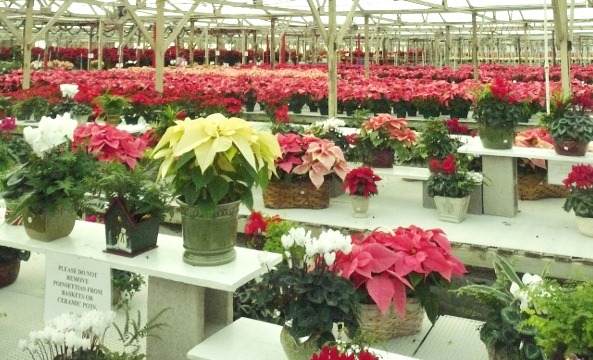 [poinsettia%2520farm2011%2520009%2520%2528600x800%2529%255B21%255D.jpg]