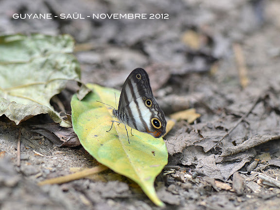 Pareuptychia lydia (CRAMER, 1777). Saül, novembre 2012. Photo : M. Belloin