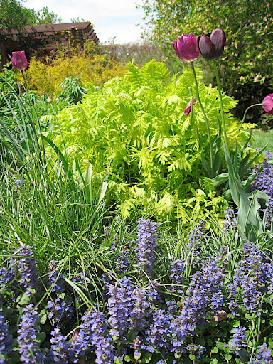 Of course, once you're in the tennis court garden, you begin to see the arresting color combinations their gardeners are so famous for.