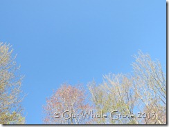 barely leafing barely leafing