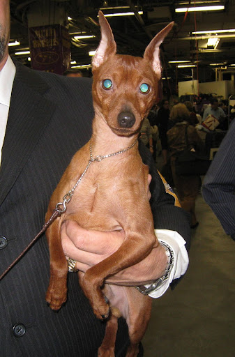 Miniature Pinscher